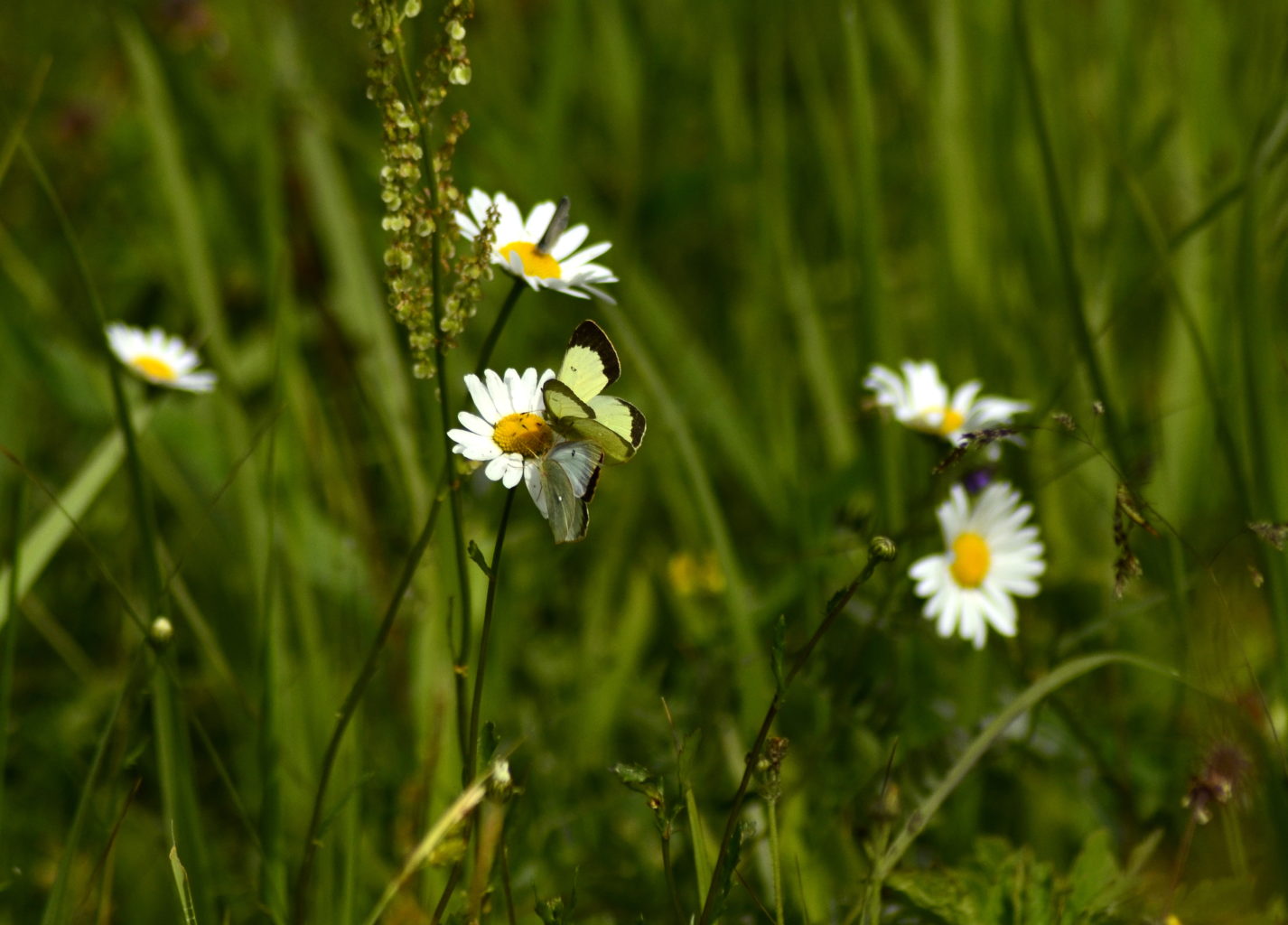 Valokuvaaja: Heidi Rikala Valokuvaaja: Heidi Rikala