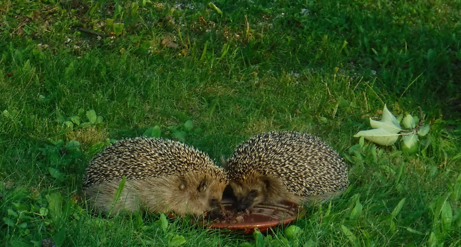 Valokuvaaja: Minna Riitta Soininen