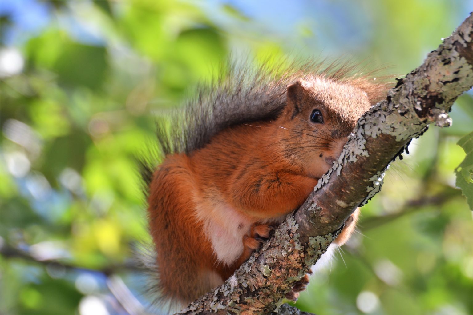 Valokuvaaja: satu välimaa Valokuvaaja: satu välimaa