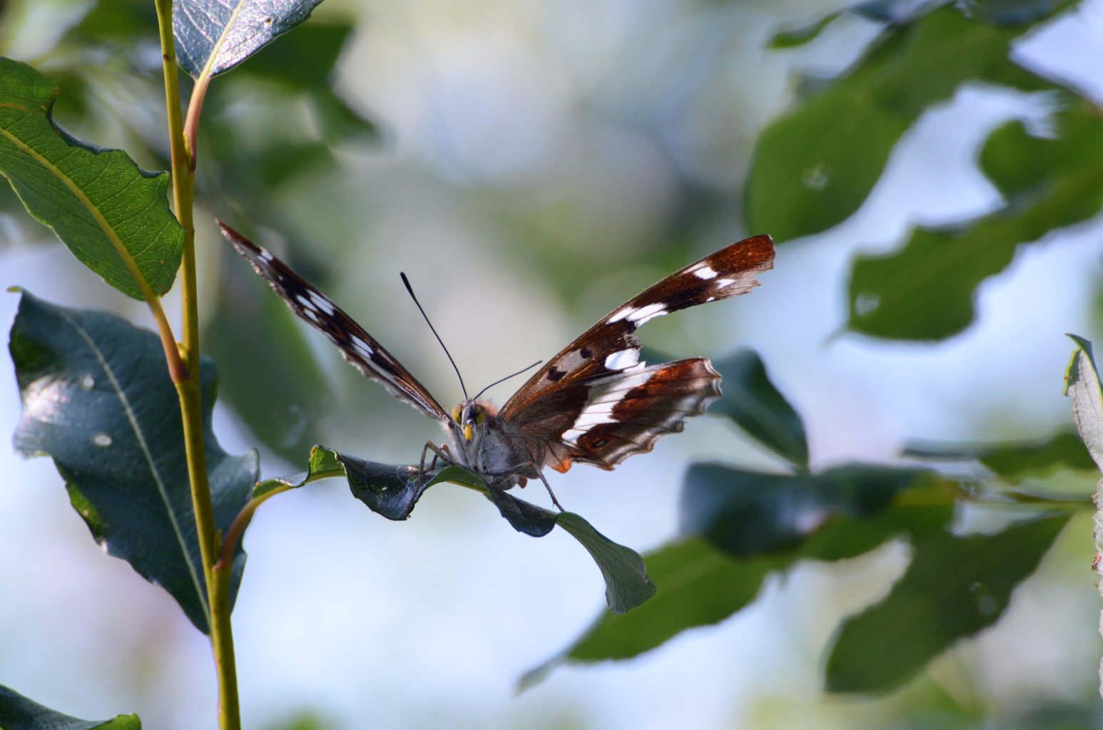 Valokuvaaja: Joni Sundström