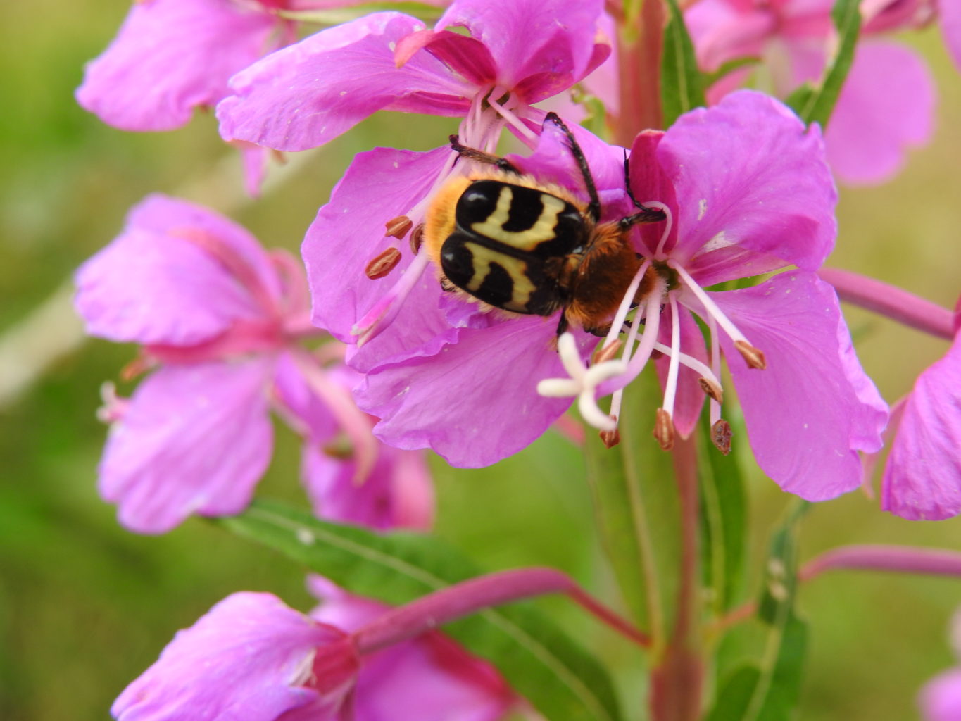 Valokuvaaja: Sirkka Tervo