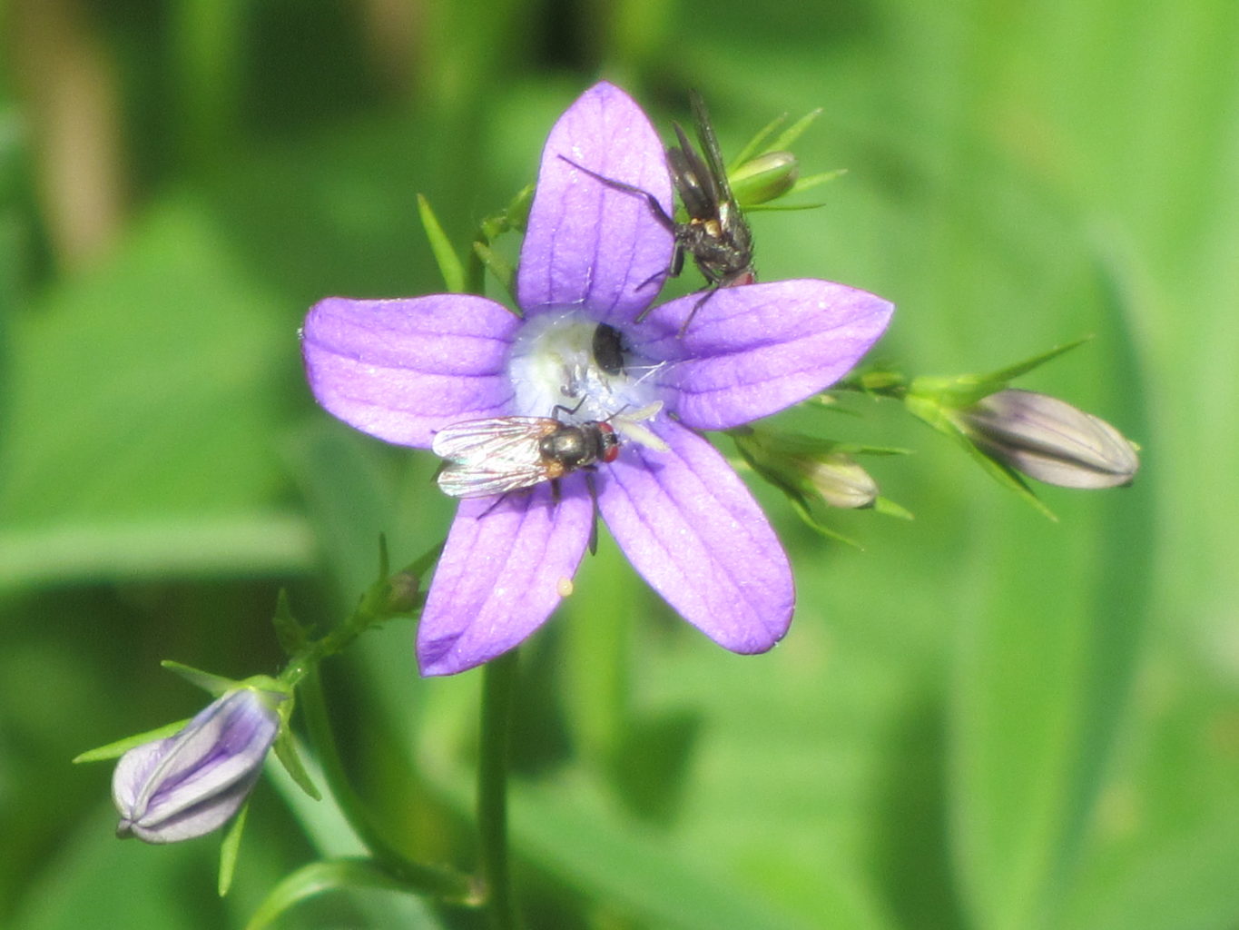 Valokuvaaja: Risto Kangassalo