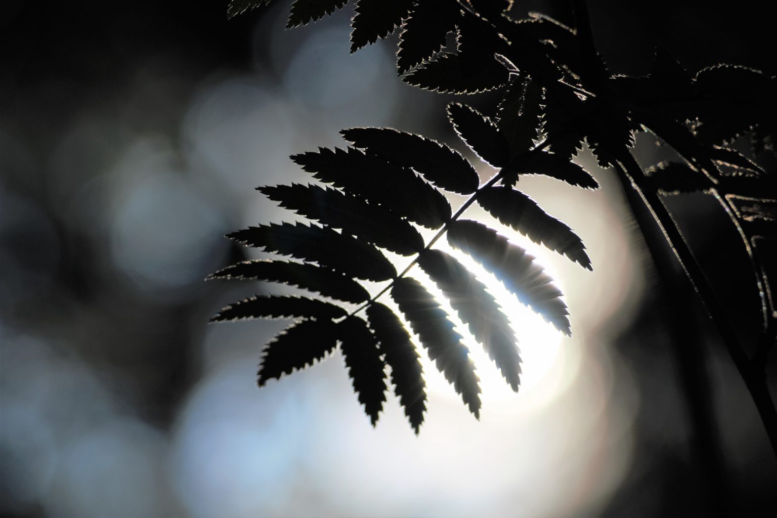 Valokuvaaja: Teija Järvenpää