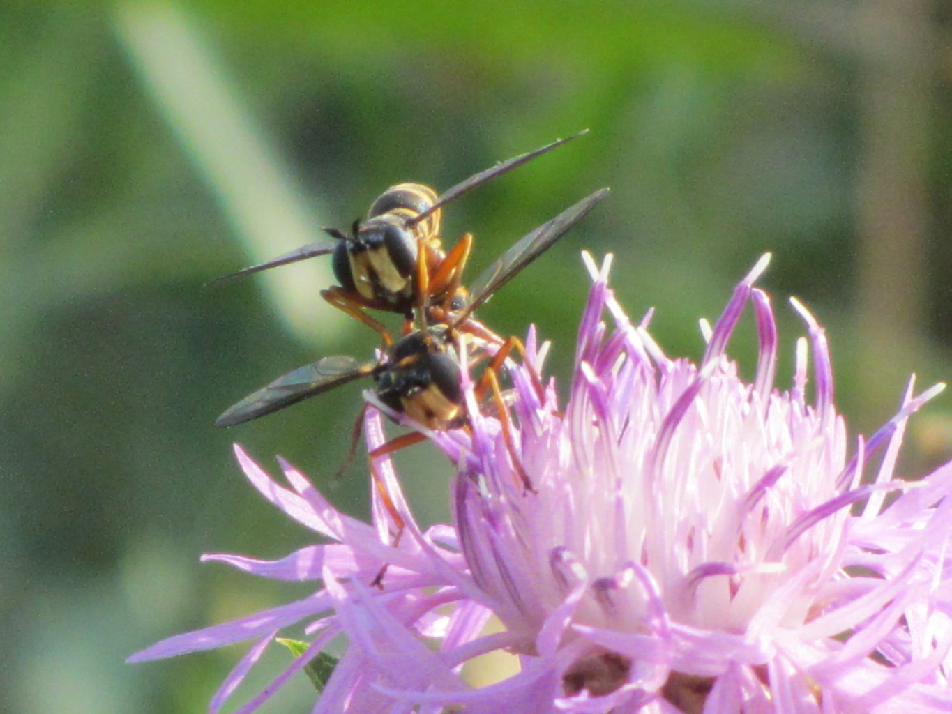 Valokuvaaja: Risto Kangassalo
