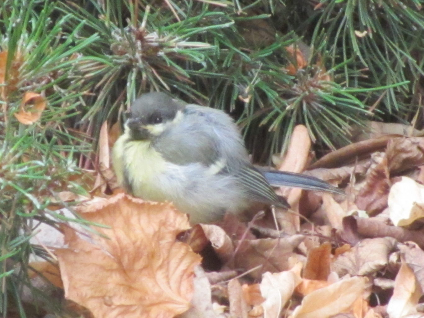 Valokuvaaja: Risto Kangassalo
