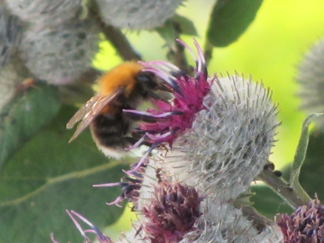 Valokuvaaja: Risto Kangassalo