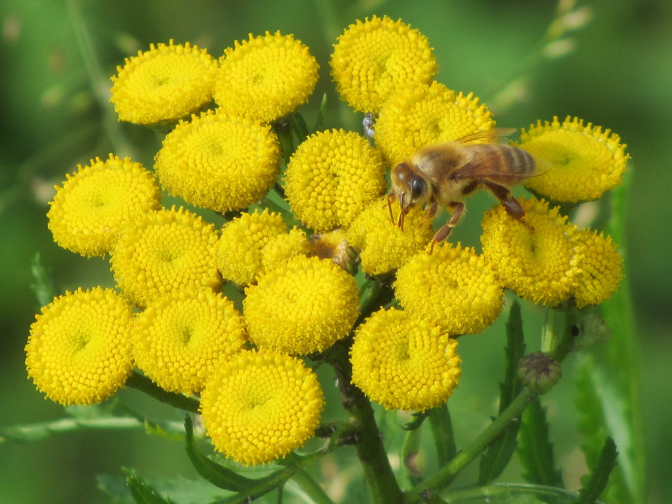 Valokuvaaja: Risto Kangassalo