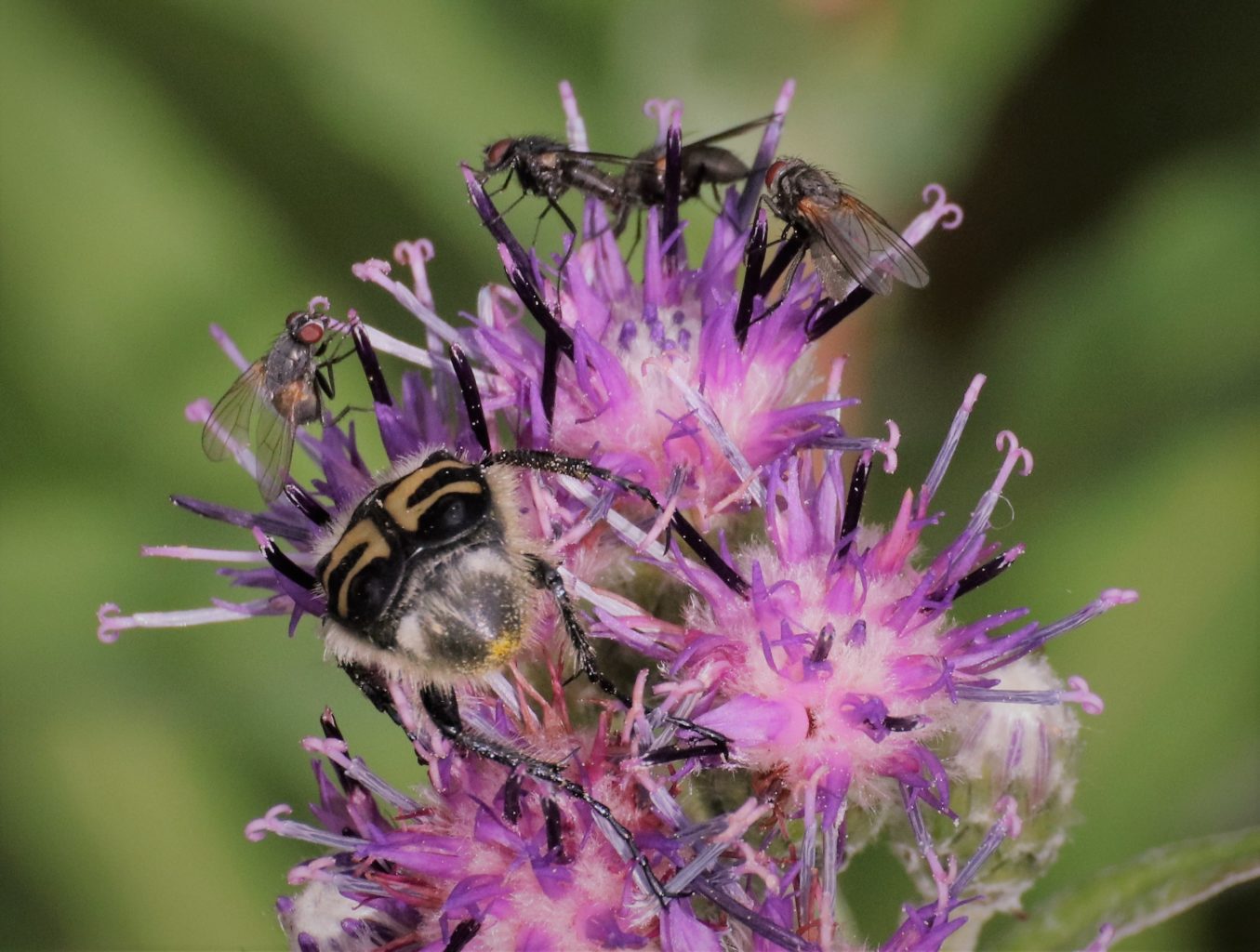Valokuvaaja: Irja Lehtinen Valokuvaaja: Irja Lehtinen