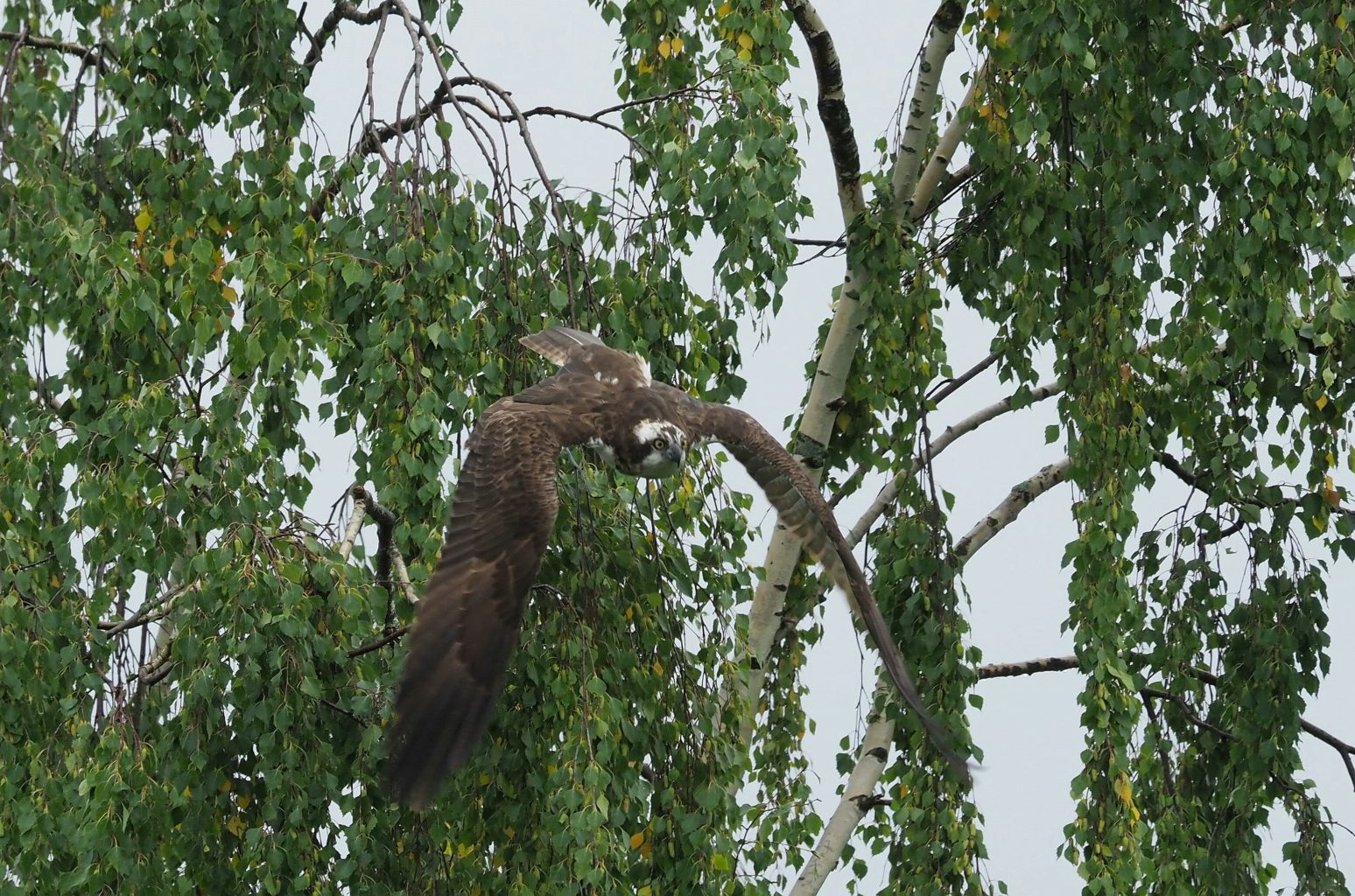 Valokuvaaja: Irma Mikkola Valokuvaaja: Irma Mikkola