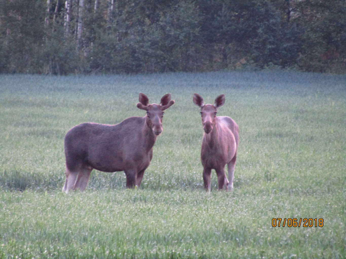 Valokuvaaja: Teija Matikka Valokuvaaja: Teija Matikka