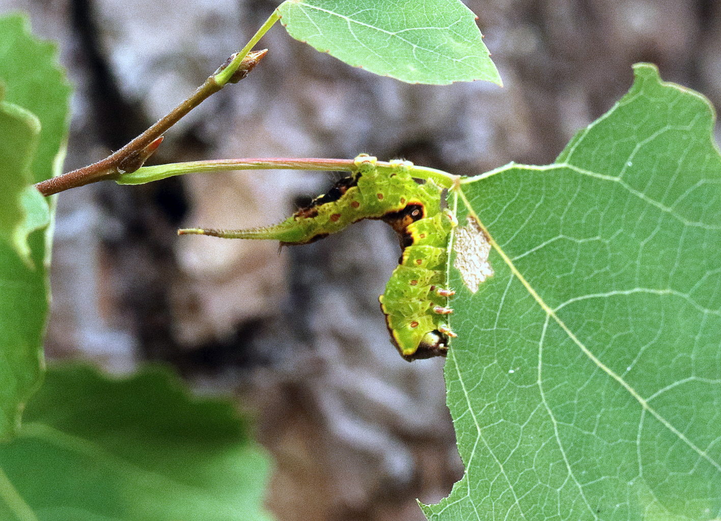 Valokuvaaja: hannu rasiranta