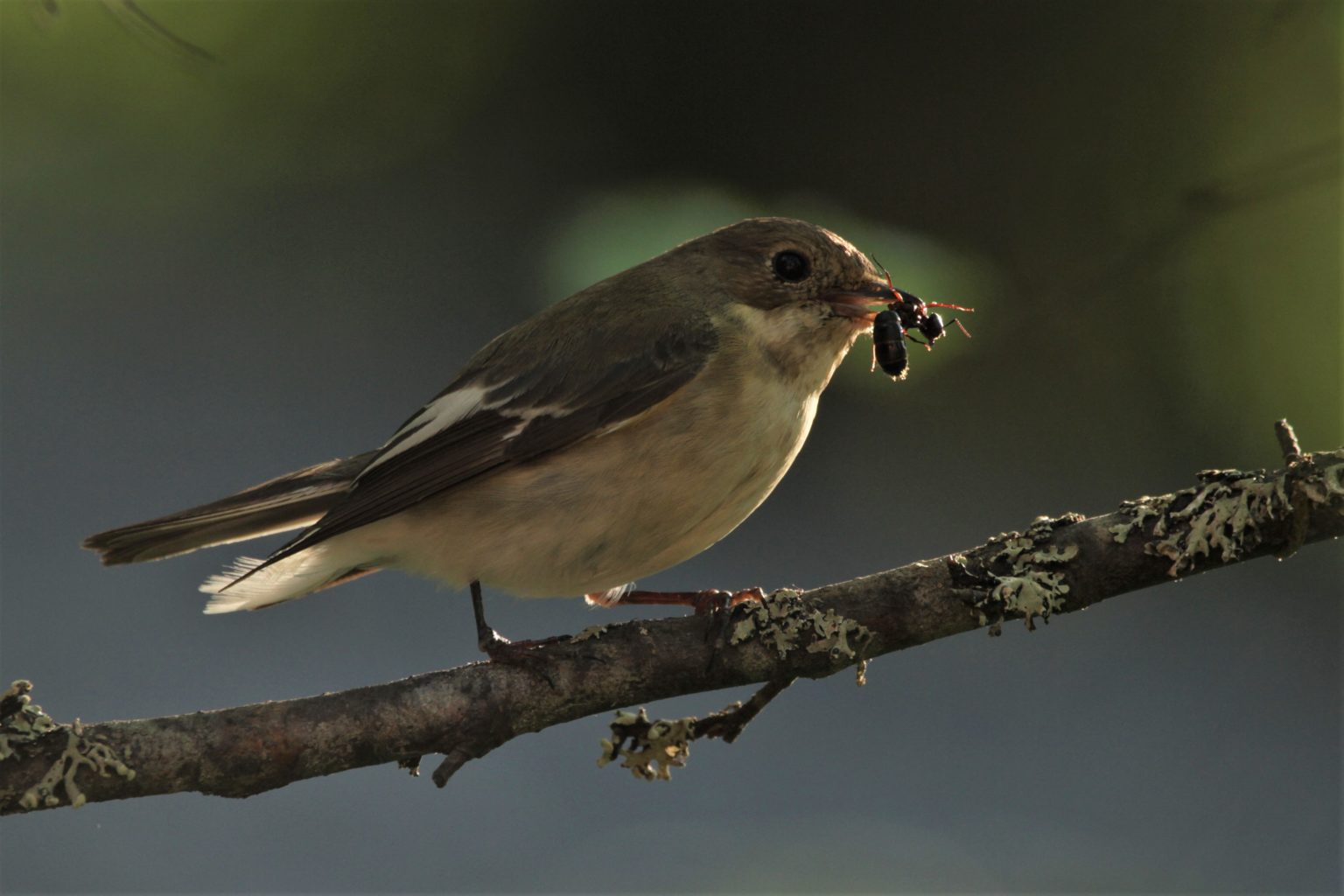 Valokuvaaja: Päivi Punta