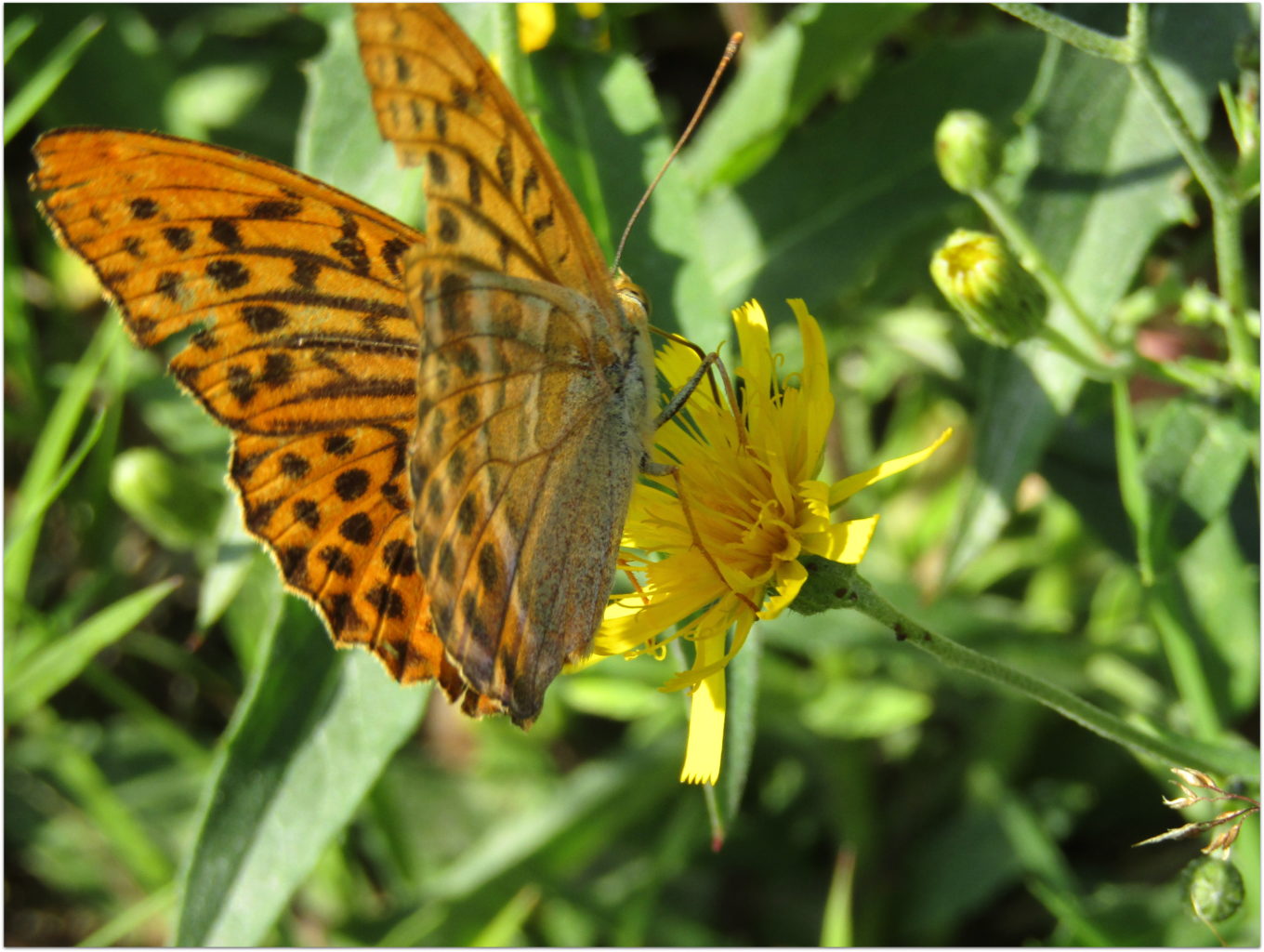 Valokuvaaja: Sirkka Ruotoistenmäki Valokuvaaja: Sirkka Ruotoistenmäki
