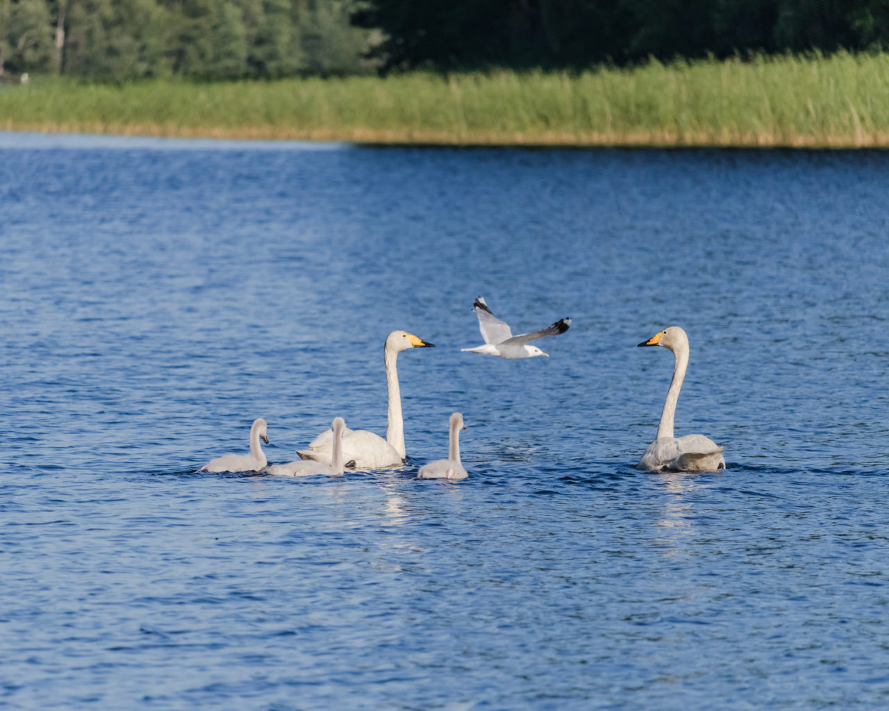 Valokuvaaja: jani kauhanen