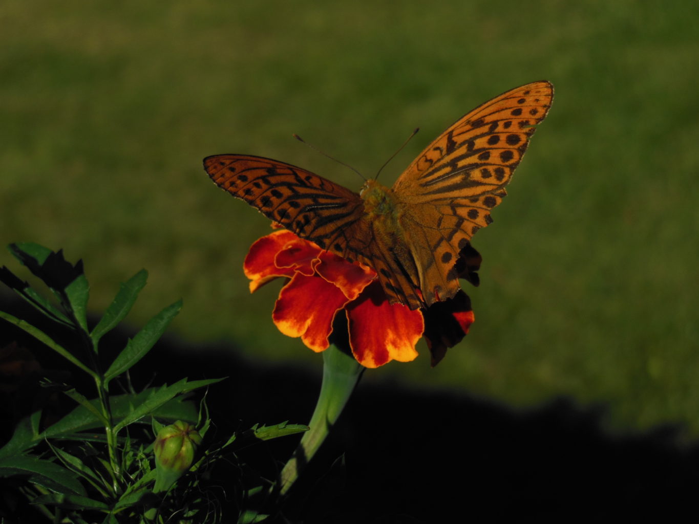 Valokuvaaja: Eila Ylönen