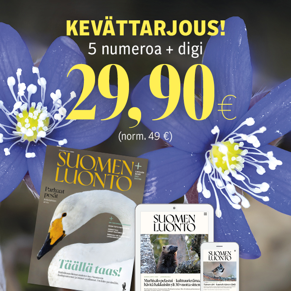 Top 24+ imagen suomen luonto lehti tarjous