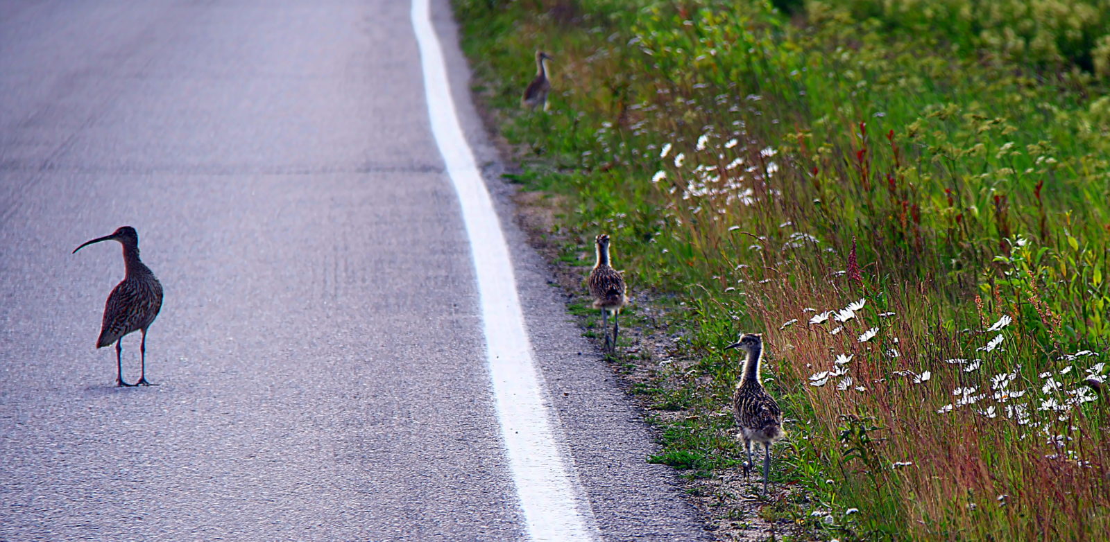 Valokuvaaja: Reijo Reccu Lehtonen