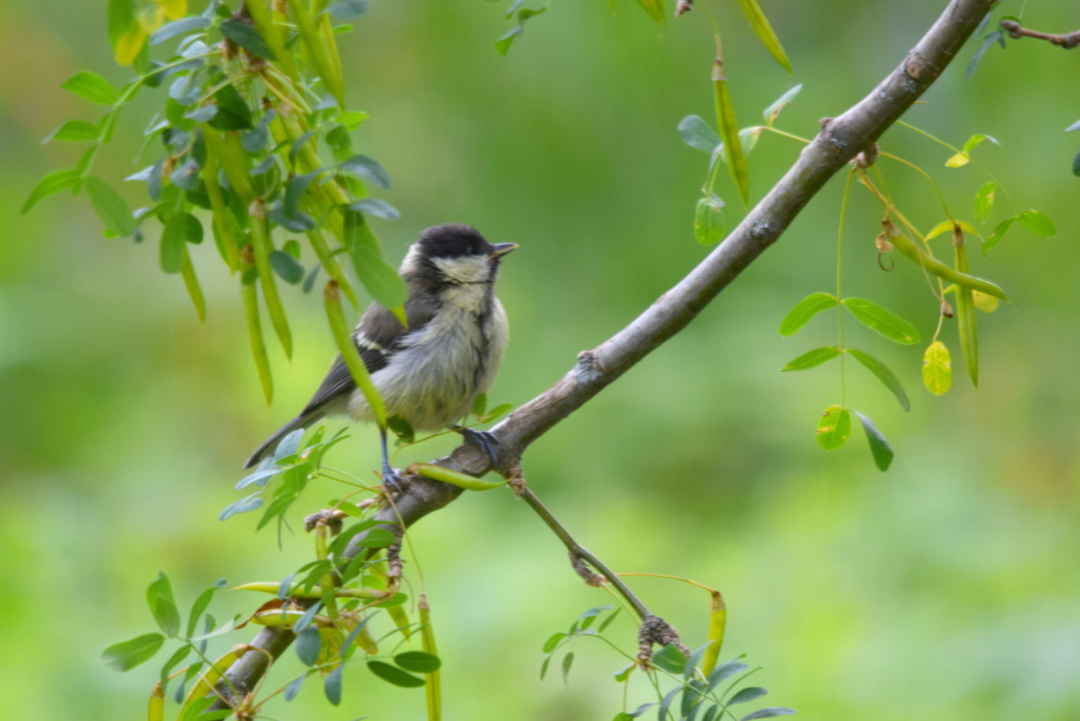 Valokuvaaja: Kaarlo Asikainen Valokuvaaja: Kaarlo Asikainen