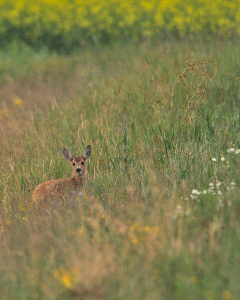 Valokuvaaja: Jenni Merilä