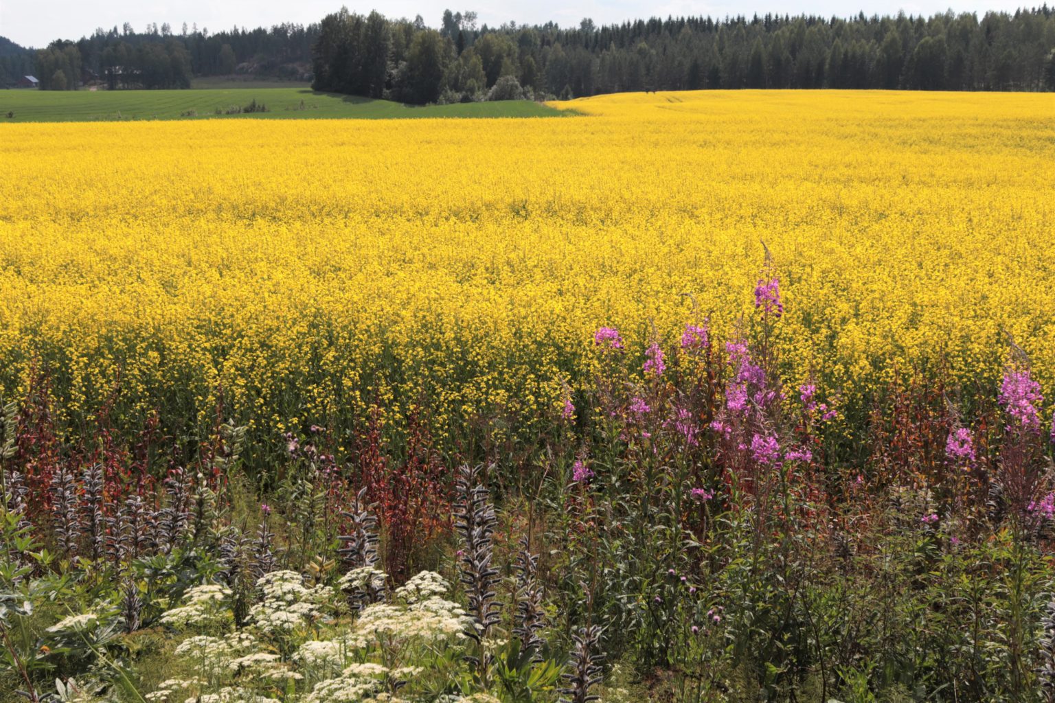 Valokuvaaja: Pirjo Hokkanen Valokuvaaja: Pirjo Hokkanen