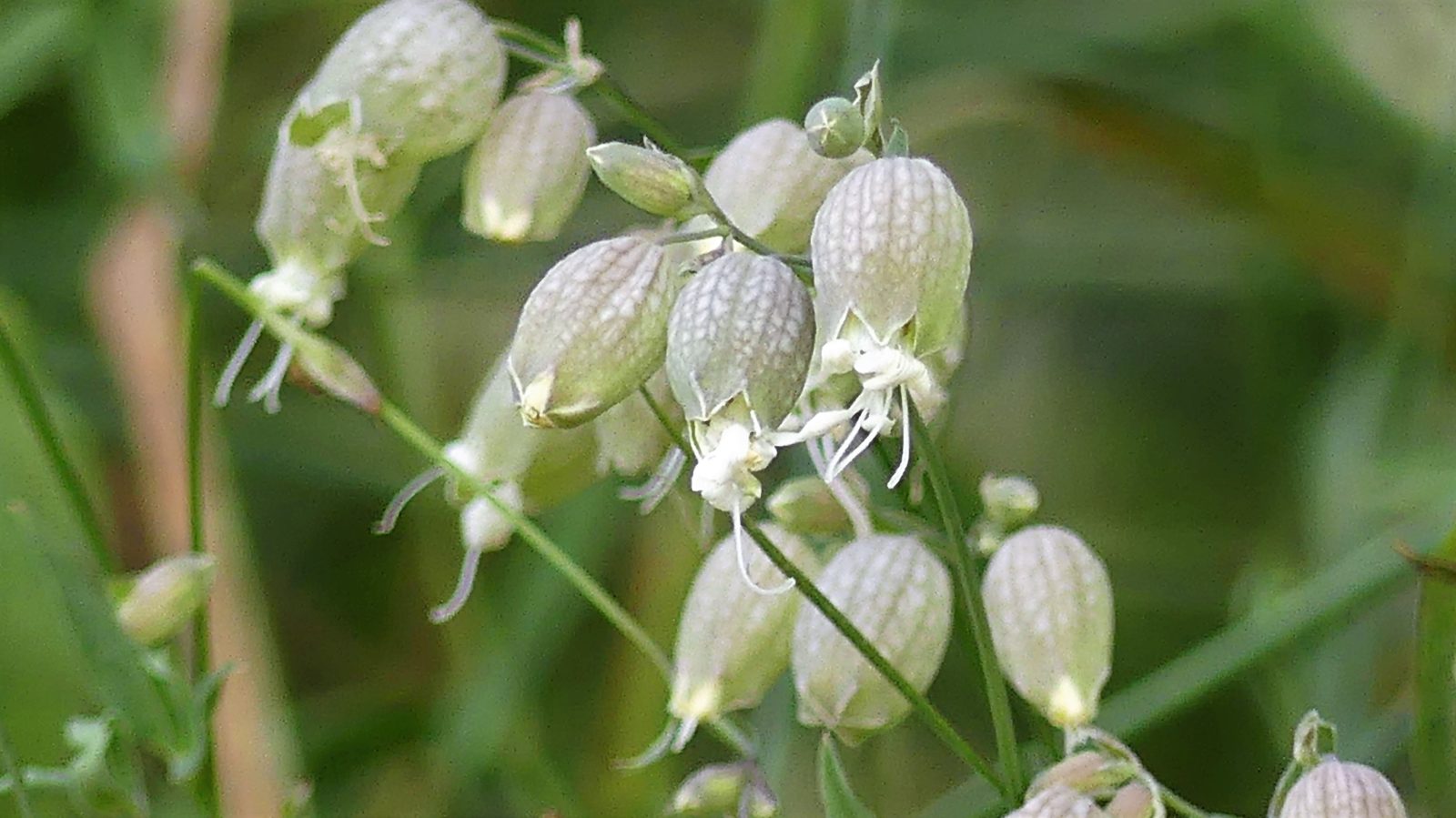 Valokuvaaja: Valtonen Martti