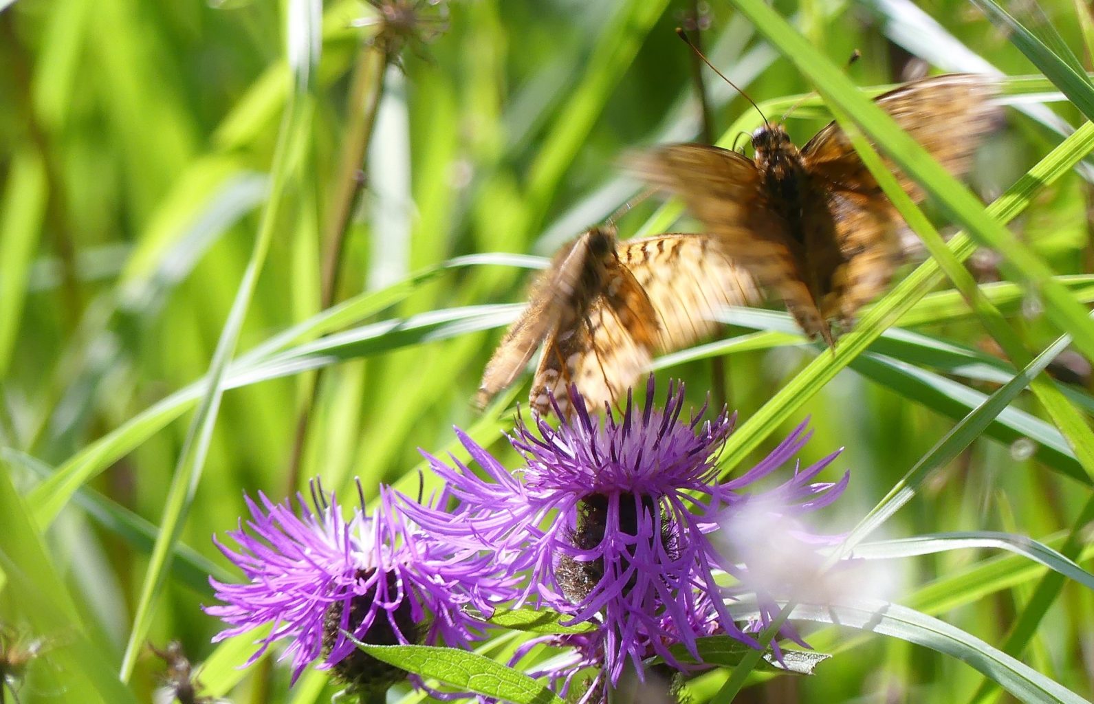 Valokuvaaja: Valtonen Martti