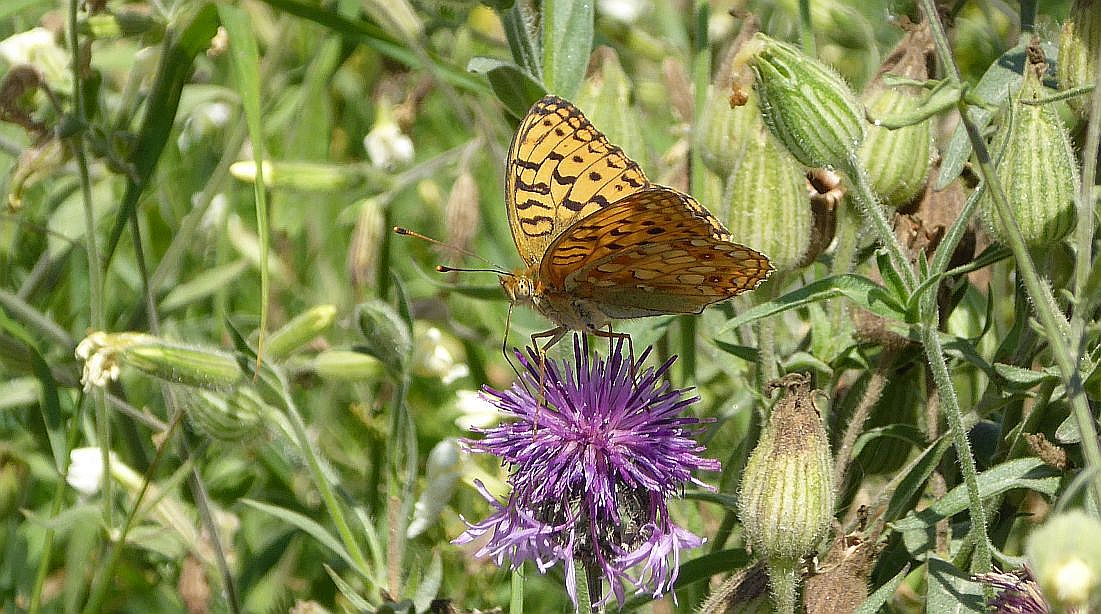 Valokuvaaja: Arja Valtonen