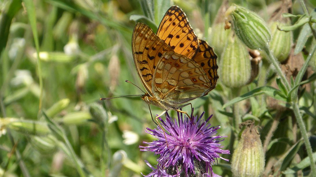 Valokuvaaja: Arja Valtonen