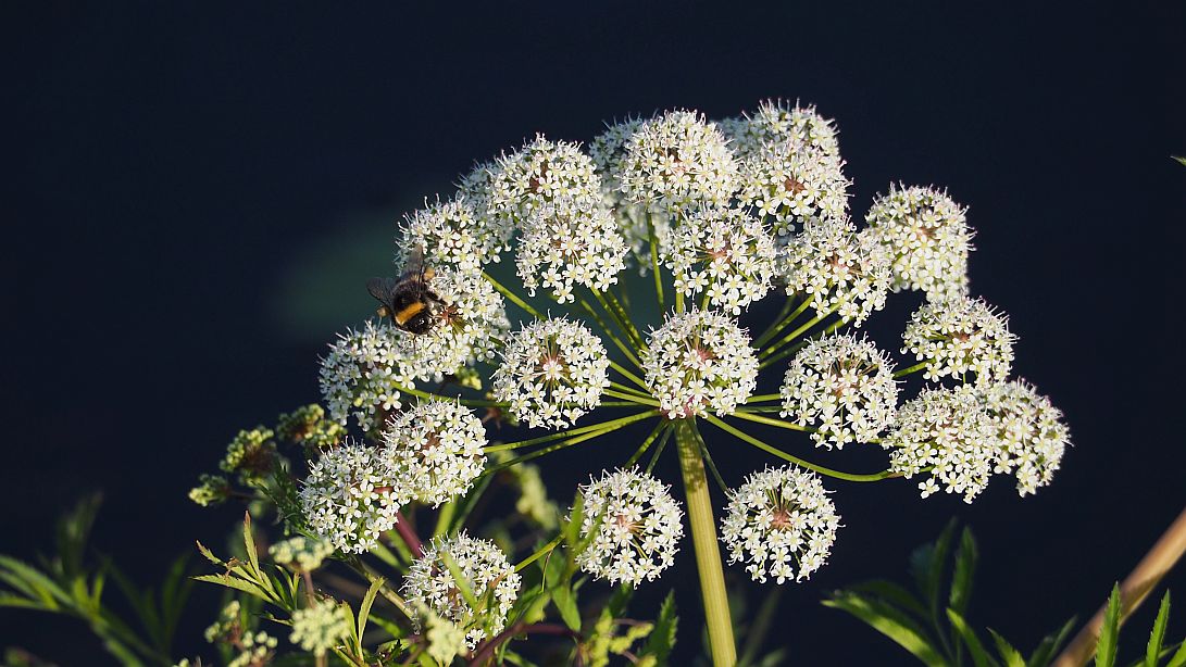 Valokuvaaja: Arja Valtonen
