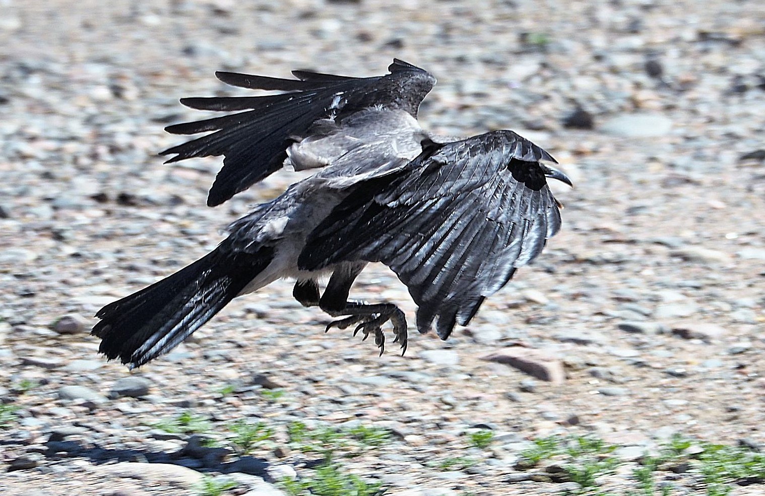 Valokuvaaja: Valtonen Martti