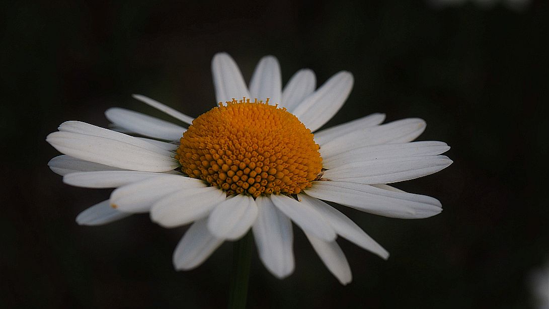 Valokuvaaja: Arja Valtonen