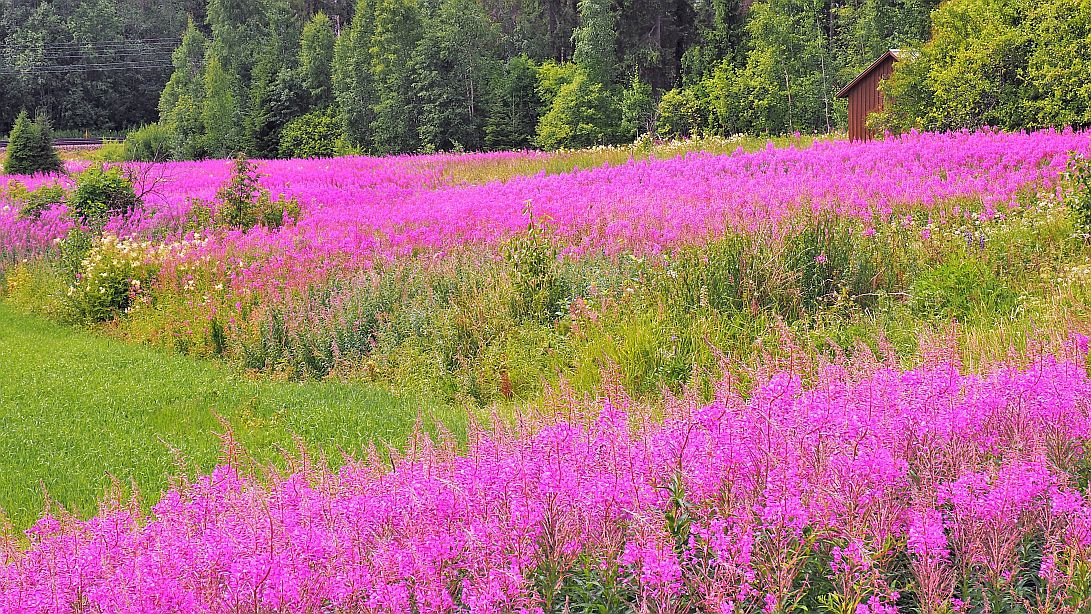 Valokuvaaja: Arja Valtonen