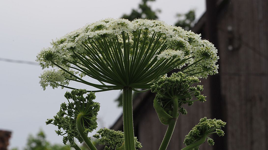 Valokuvaaja: Arja Valtonen