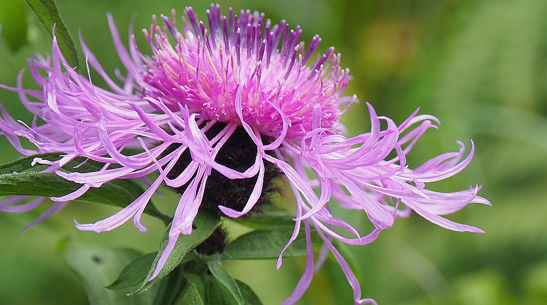 Valokuvaaja: Arja Valtonen