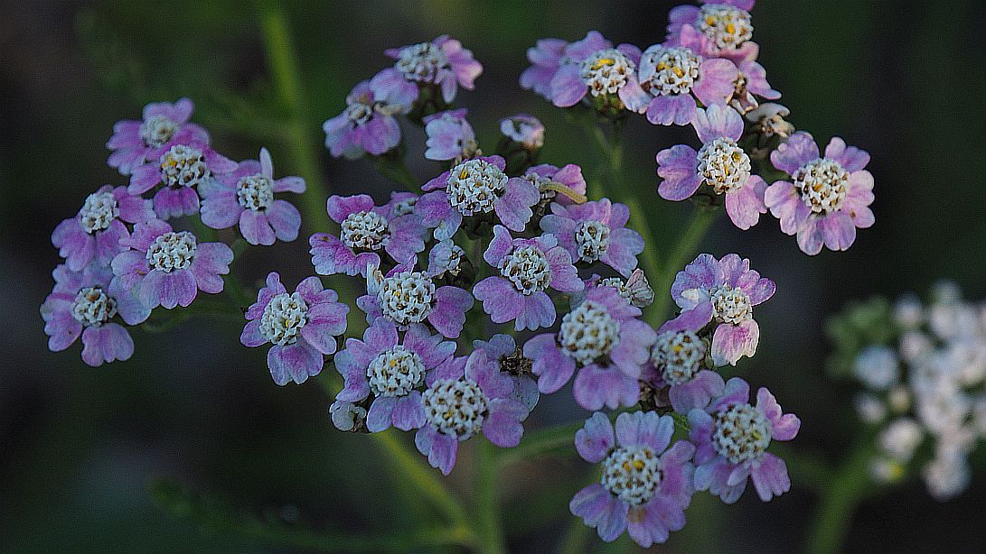 Valokuvaaja: Arja Valtonen