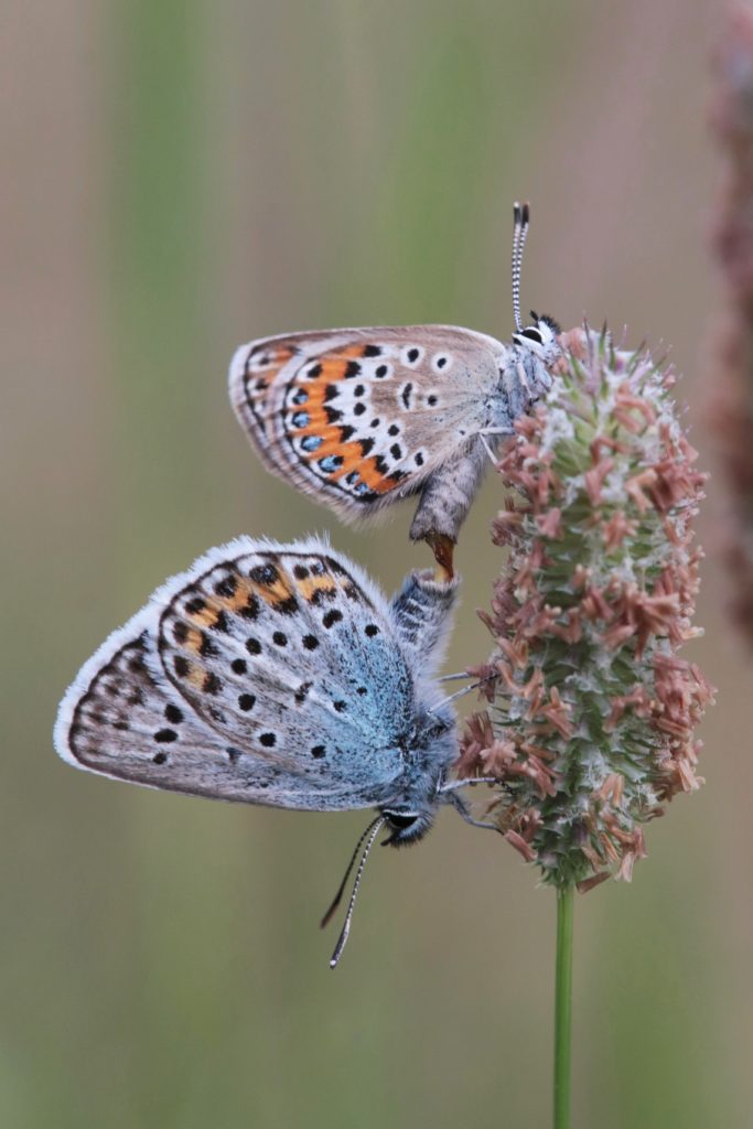 Valokuvaaja: Pirjo Hokkanen Valokuvaaja: Pirjo Hokkanen