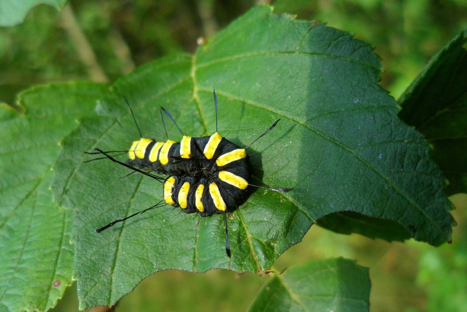 Valokuvaaja: Kaarlo Asikainen