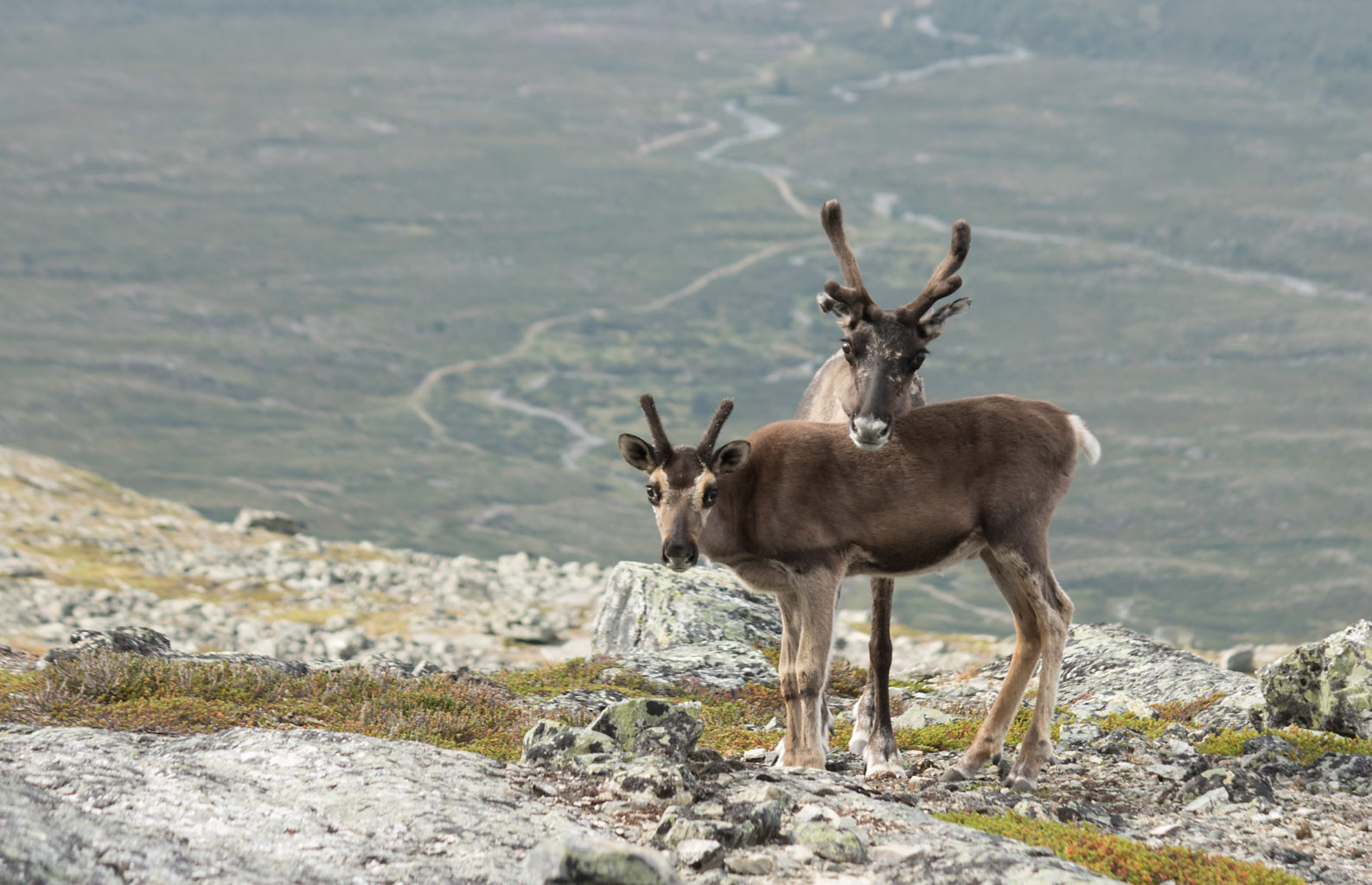 Valokuvaaja: Katri Niskanen