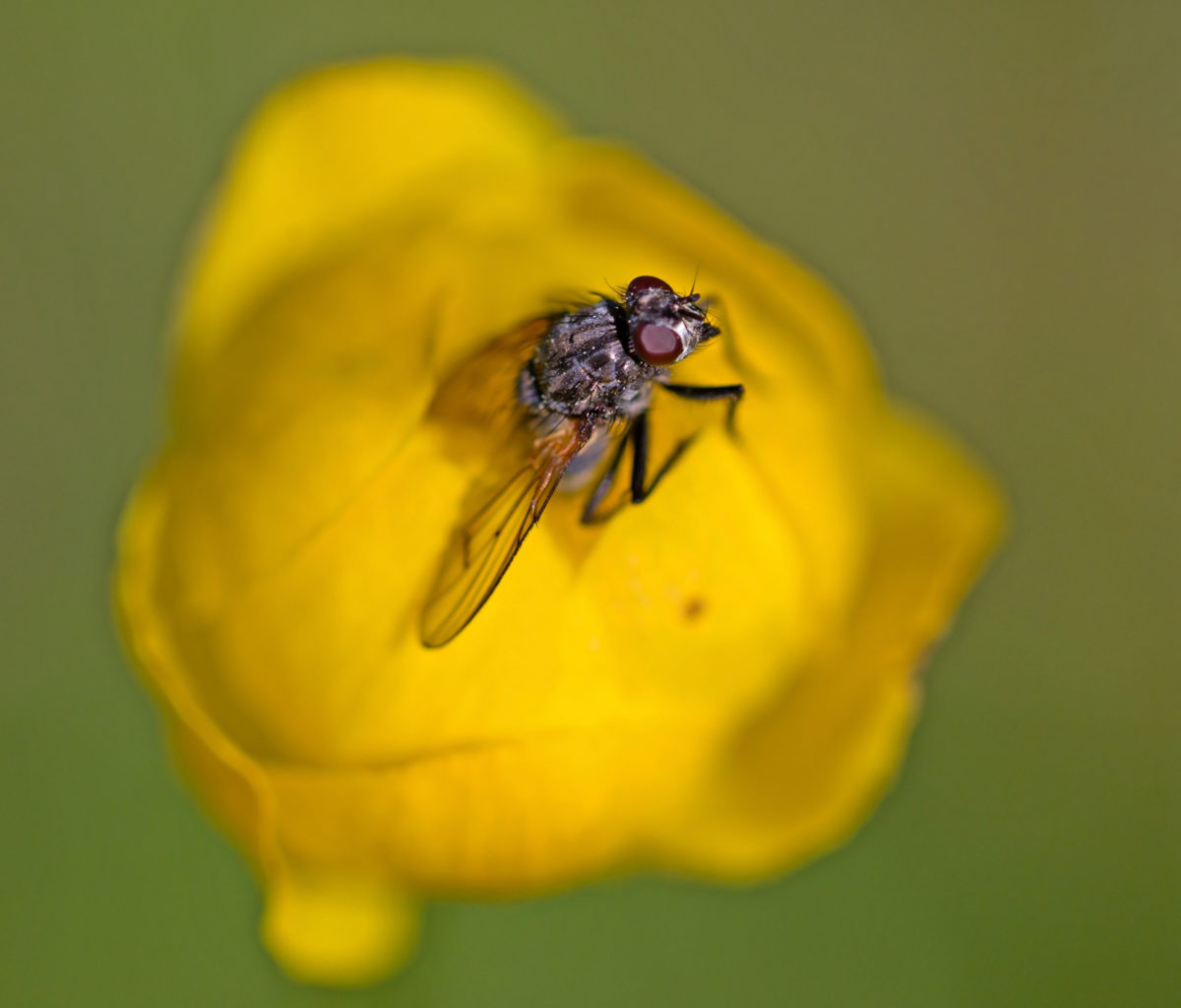Valokuvaaja: Anna-Liisa Pirhonen