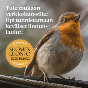 Tule mukaan verkkokurssille: Opi tunnistamaan keväiset linnunlaulut!
