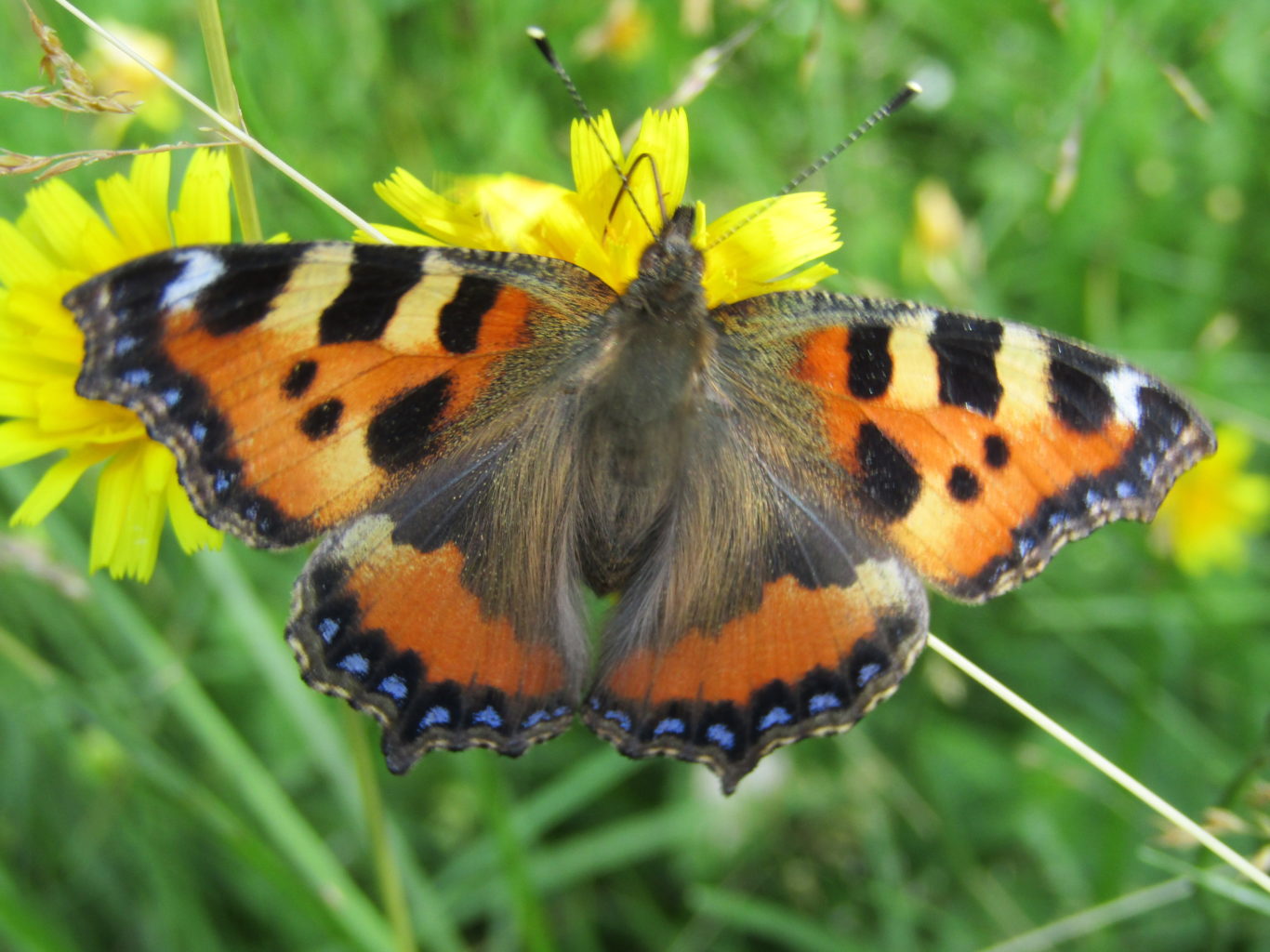 Valokuvaaja: Sirkka Ruotoistenmäki