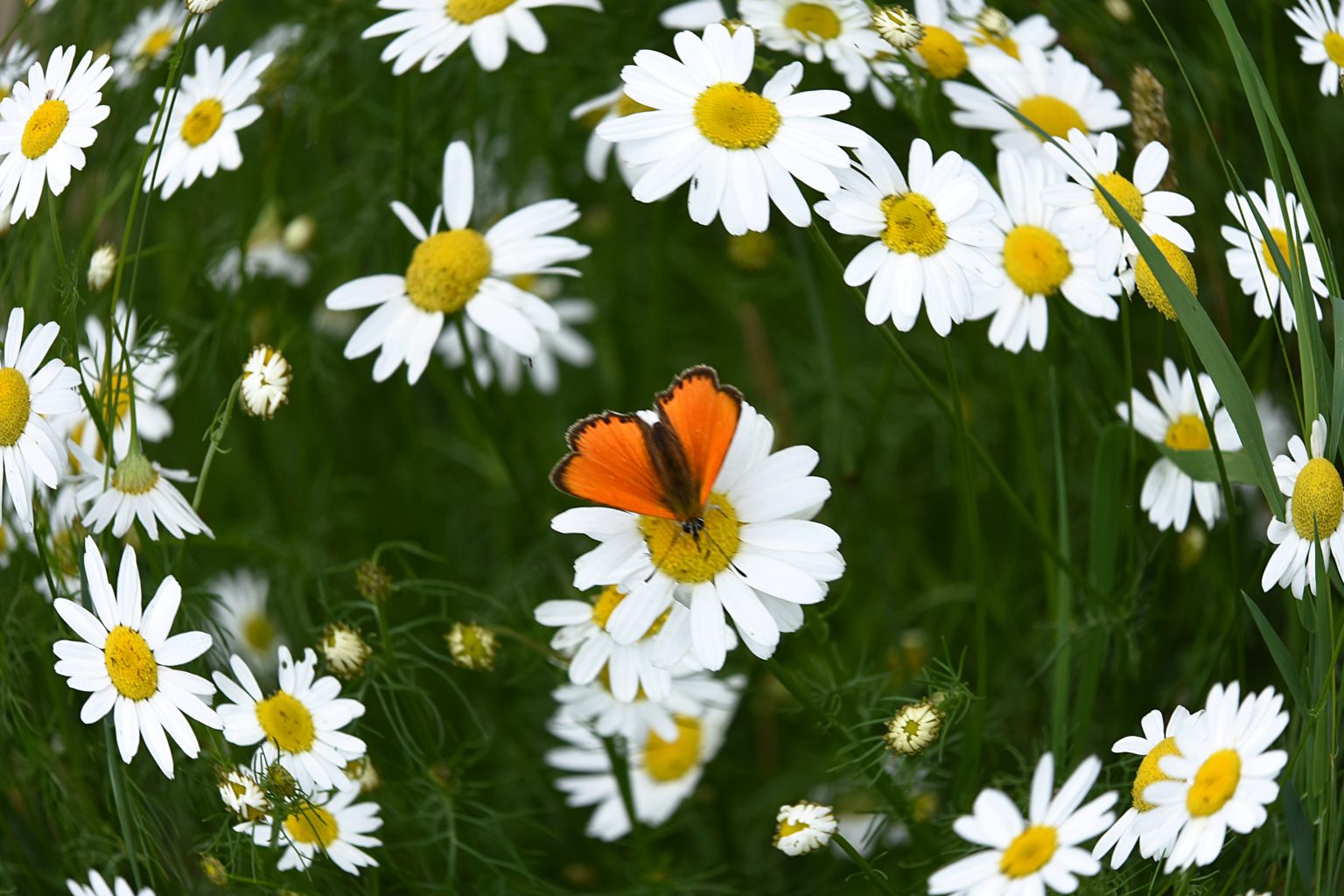 Valokuvaaja: Antti Kaskinen