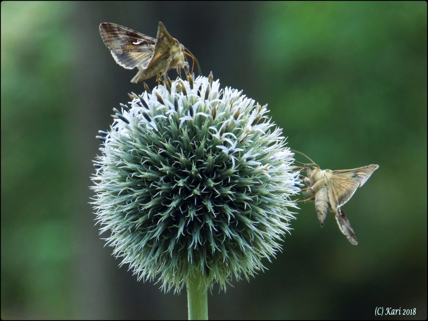 Valokuvaaja: Kari Saarinen