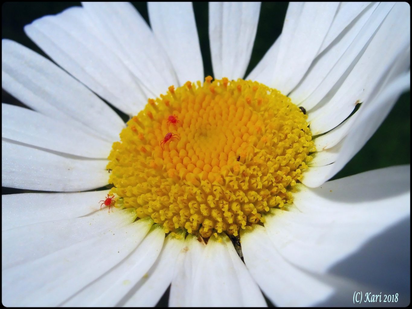 Valokuvaaja: Kari Saarinen Valokuvaaja: Kari Saarinen