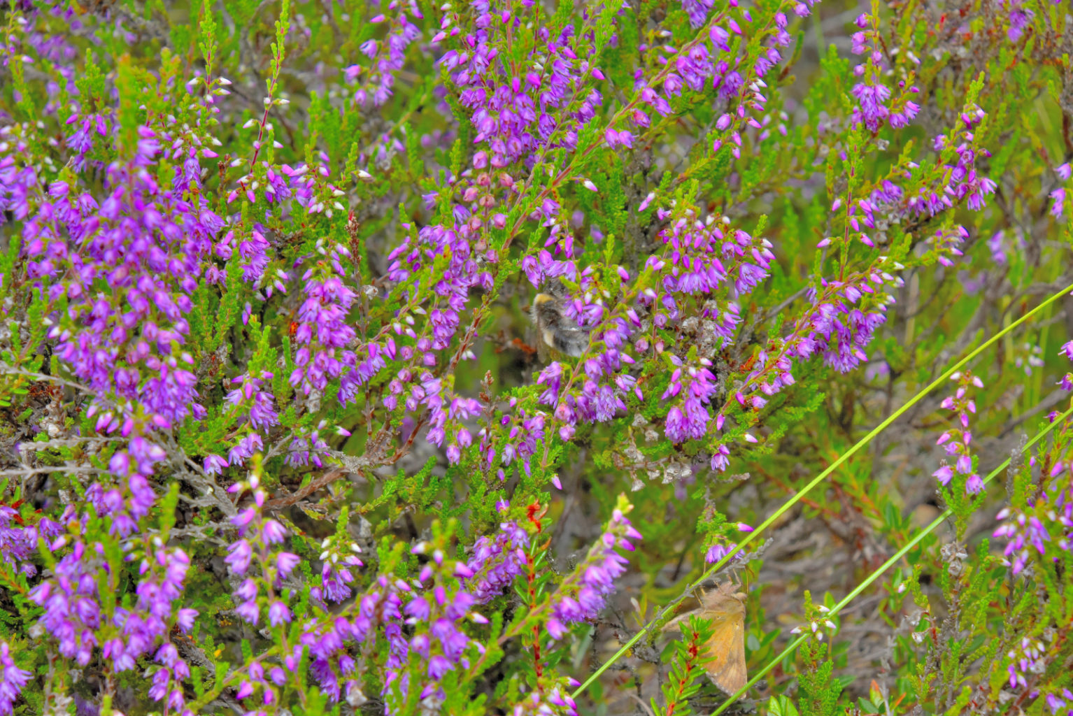 Valokuvaaja: Reijo Juurinen Valokuvaaja: Reijo Juurinen