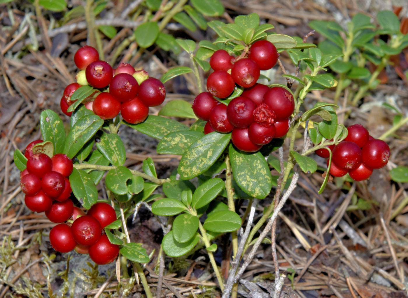 Valokuvaaja: Reijo Juurinen