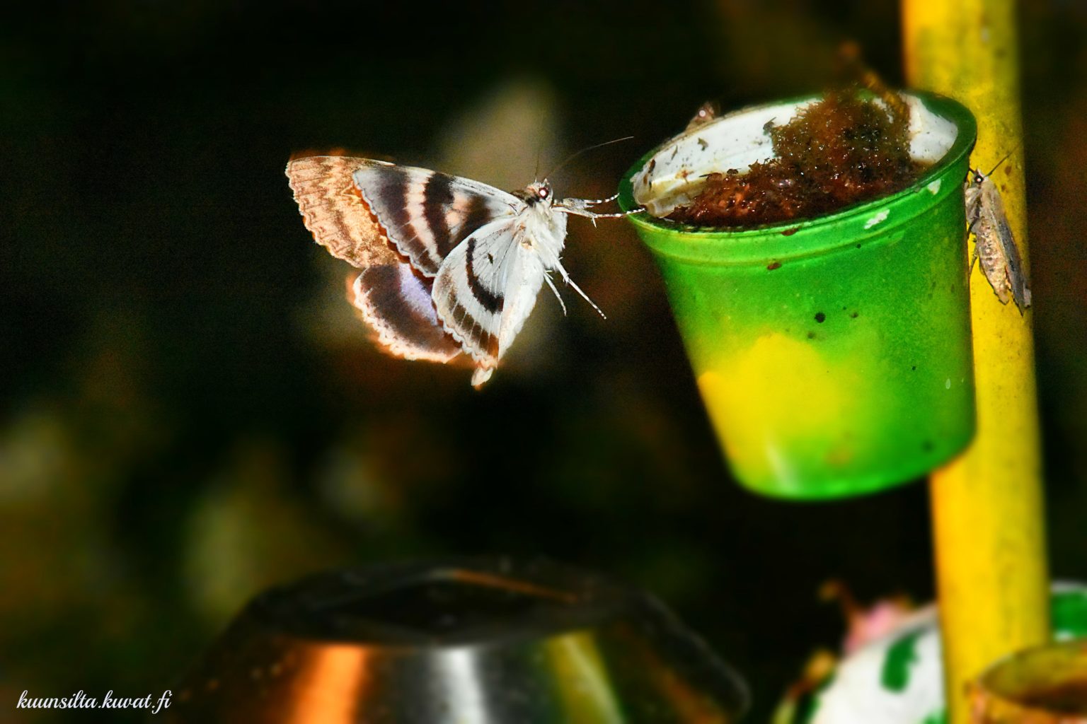 Valokuvaaja: Antti Kaskinen Valokuvaaja: Antti Kaskinen