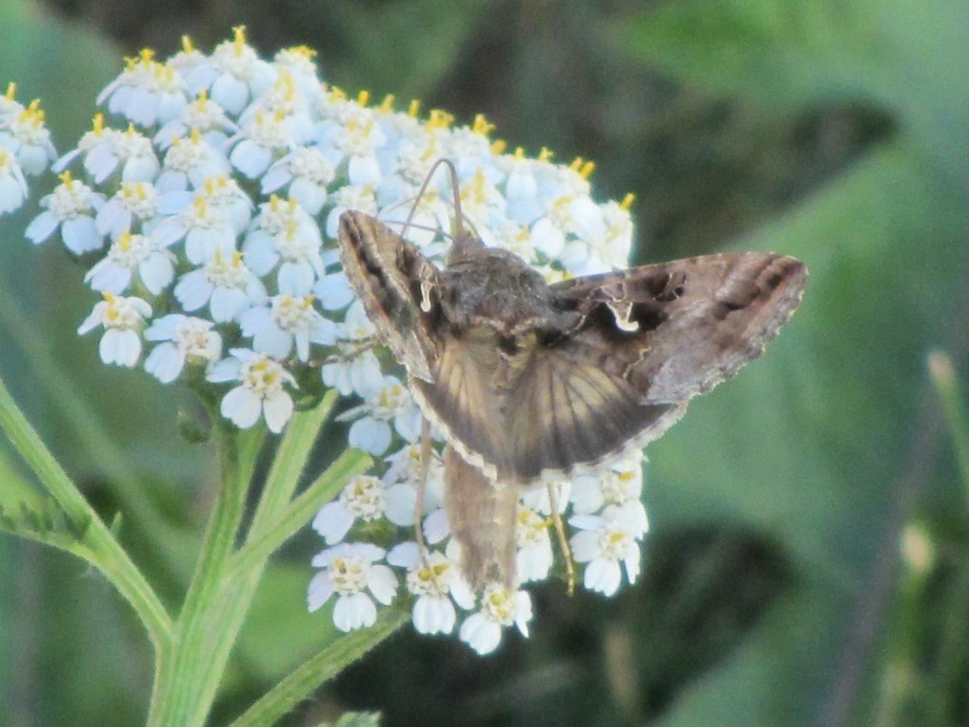 Valokuvaaja: Risto Kangassalo