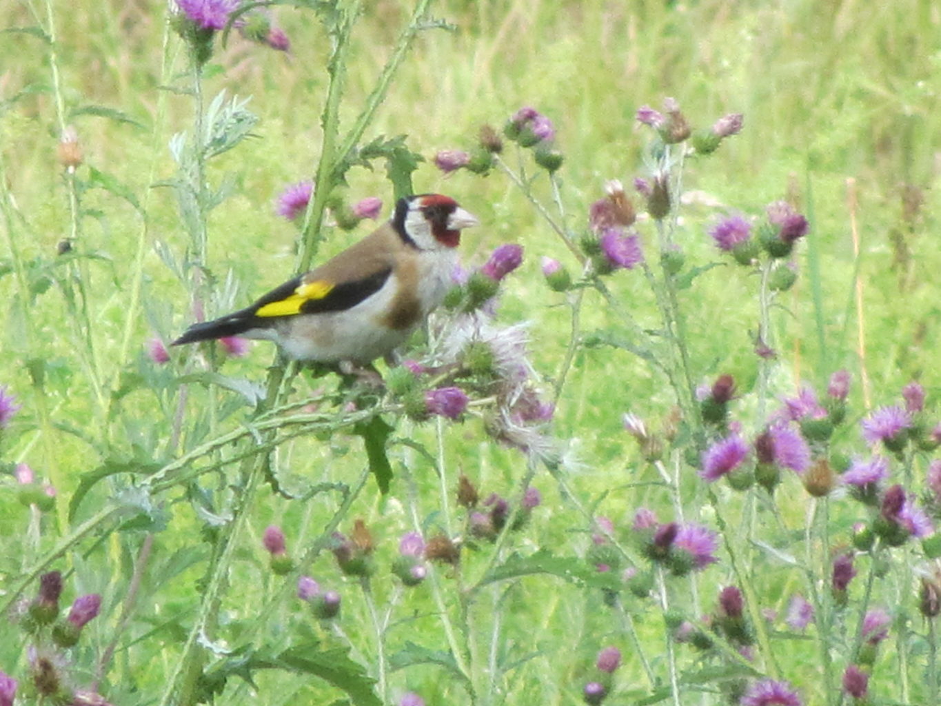Valokuvaaja: Risto Kangassalo