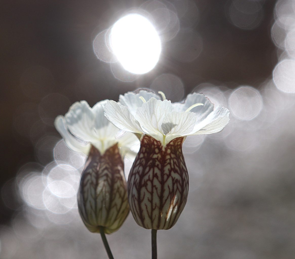 Valokuvaaja: Irja lehtinen